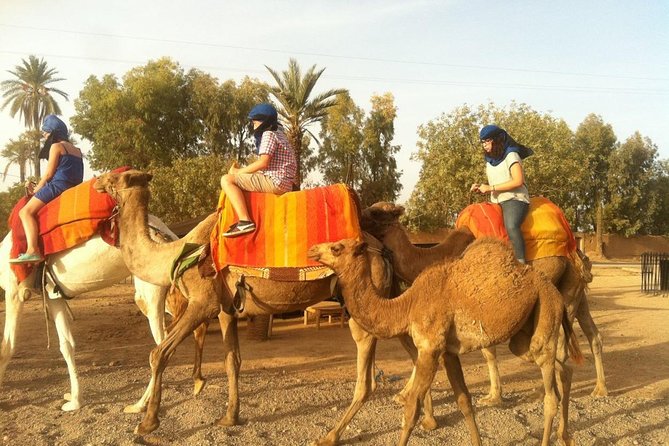 Sunset Camel Ride In Marrakech Palm Grove - Visuals Gallery