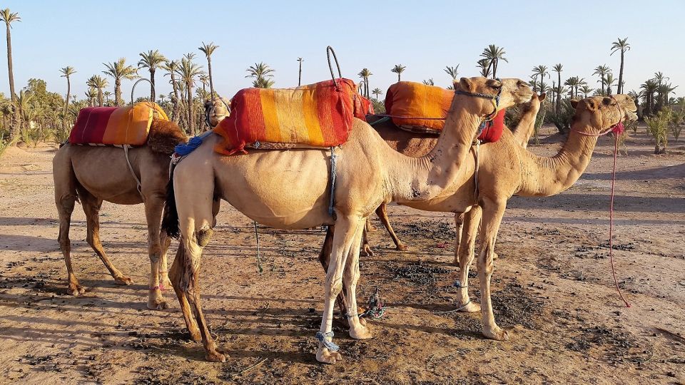 Sunset Camel Ride in the Marrakech Palmeraie - Review Summary