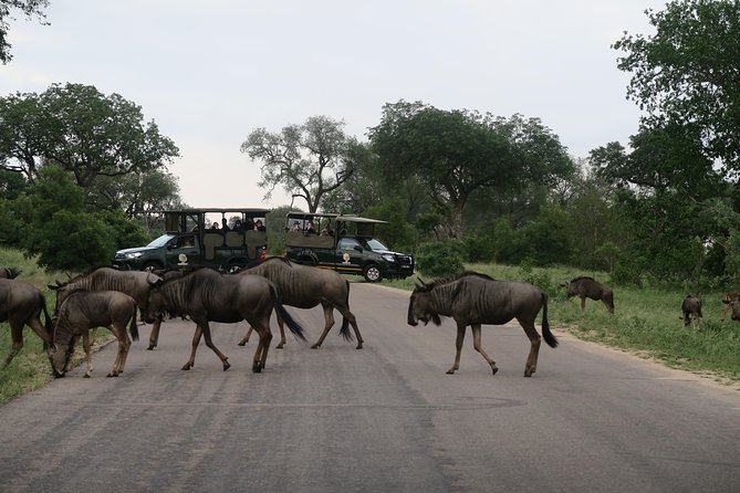 Sunset Safari With Open Top Vehicle in Pilanesberg National Park - Booking and Pricing Details