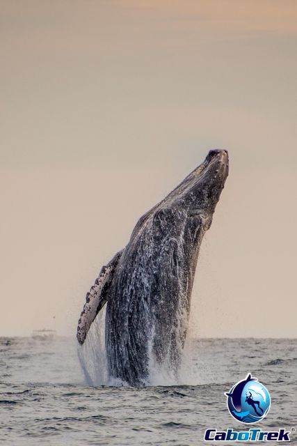 Sunset Whale Watching Cruise in Cabo San Lucas - Experience Itinerary