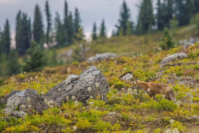 Sunshine Meadows Vistas - Guided Hike (Easy) - Inclusions and Requirements