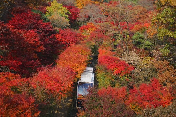 Suwon Hwaseong Purple Flower(Azalea) Cherry Blossom - Weather Considerations