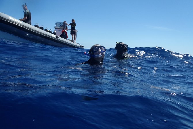 Swim With Dolphins in the Azores - Customer Feedback