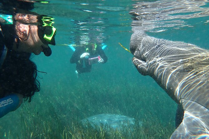 Swim With Manatees In Crystal River, Florida - Viator Information