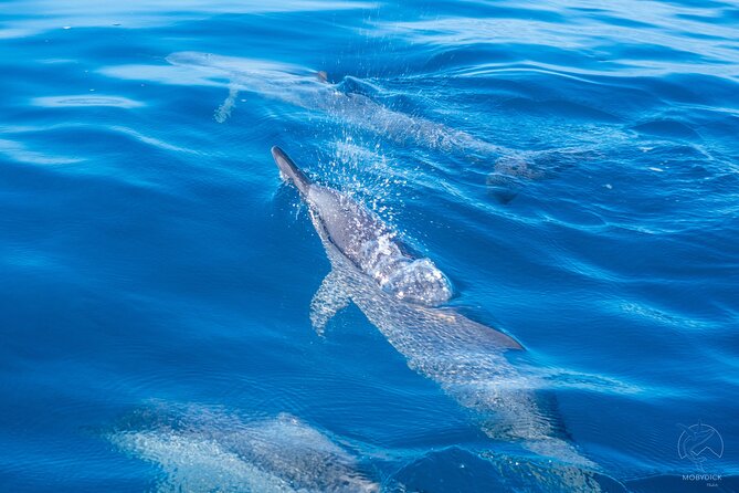 Swim With Whales, on the Preserved and Quiet Coast of Paea and Papara (27km From Ppt) - What to Expect During the Swim