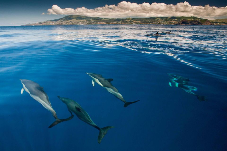 Swimming With Dolphins in Terceira Island - Highlights