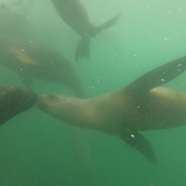 Swimming With Sea Lions in Lima - Location Details for Participants