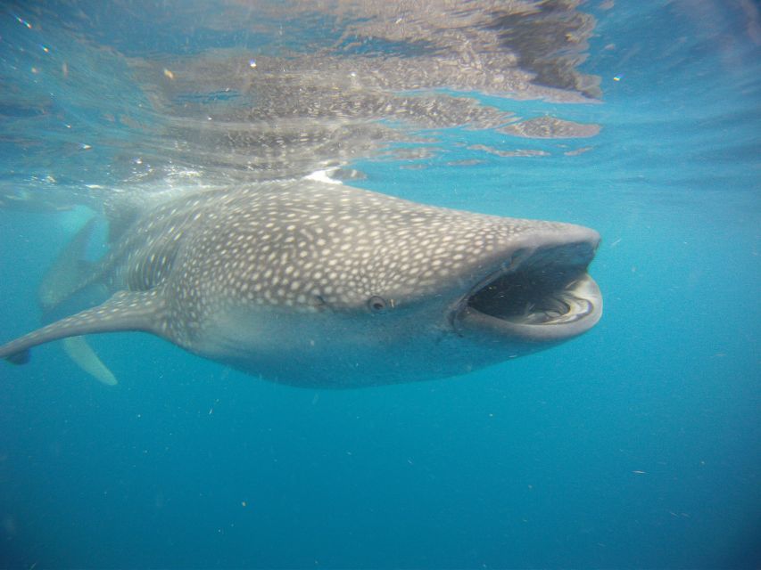 Swimming With Whale Sharks in Cancun - Swim With Whale Sharks
