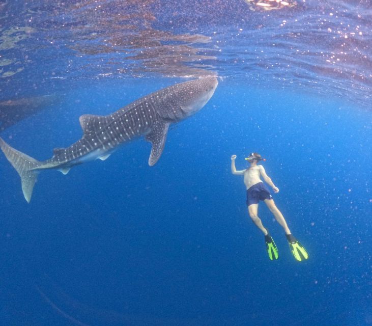 Swimming With Whale Sharks in Sumbawa - What to Expect During the Swim
