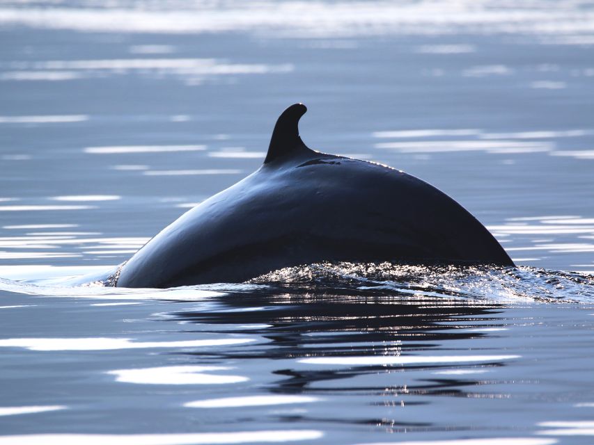 Tadoussac/Baie-Ste-Catherine: Whale Watch Zodiac Boat Tour - Itinerary Details