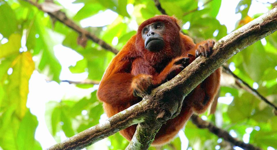 Tambopata: Lake Sandoval Canoeing With Lunch - Location and Logistics