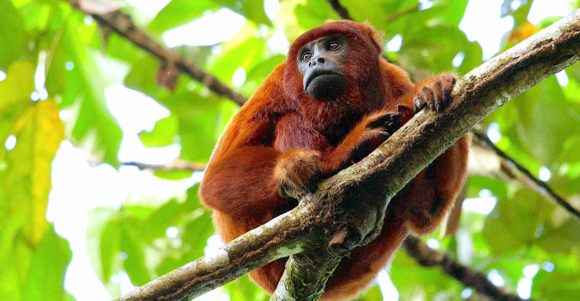 Tambopata: Multi-Day Amazon Rainforest Tour With Local Guide - Tour Guides Experience