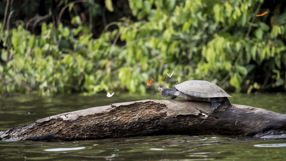 Tambopata Peruvian Amazon Jungle for Three Days/Two Nights - Accommodation and Meals