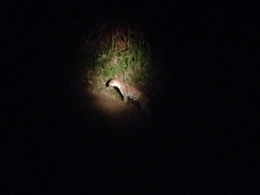 Tambopata: Search for Caimans in the Amazon Night Tour - Location Exploration