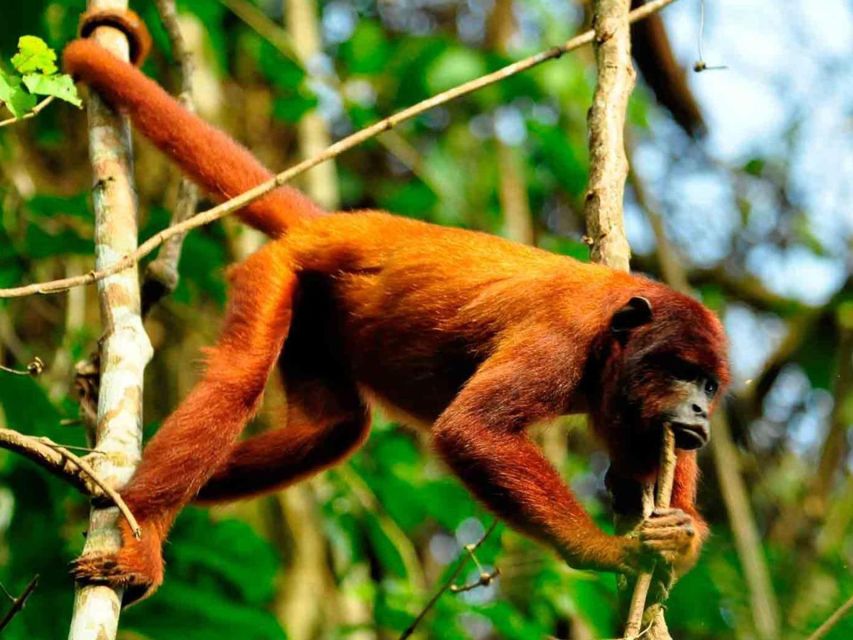 Tambopata: Tour of Monkey Island and Lake Sandoval 3-Days - Inclusions and Accommodation Details