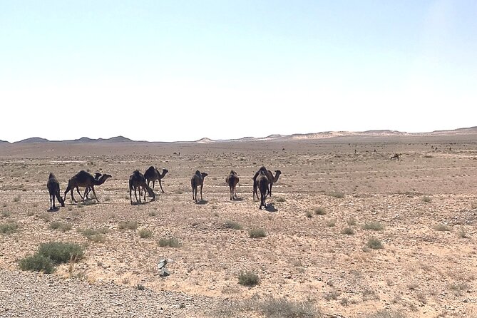 Tataouine, Chenini and the Berber Region 1 Day in a Private 4x4. Departure From Djerba - Cultural Immersion