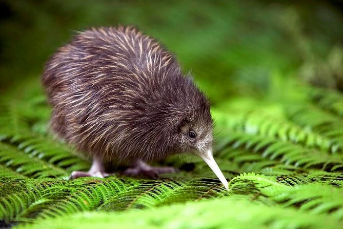 Tauranga - Waitomo : Ancient "Glow-Worm Caves" Private Day Tour - Cancellation Policy