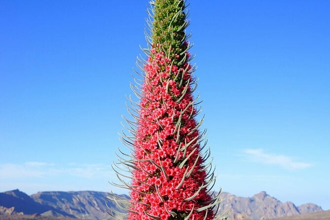 Teide National Park Full Experience With Professional Guide - Pricing and Booking Details