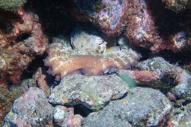 Tenerife Diving Course for Beginners With Two Dives - Accessibility and Restrictions