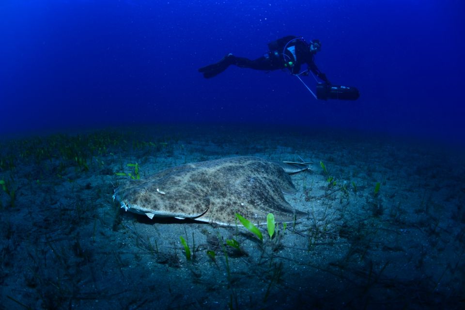 Tenerife: Diving W/ Underwater Scooter (Dpv) - Benefits of Using DPV in Diving