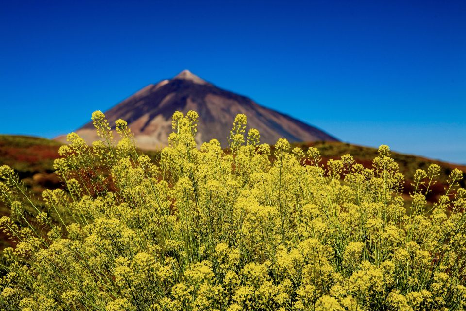 Tenerife Private Tour: Mount Teide Nature and Wine - Full Tour Description