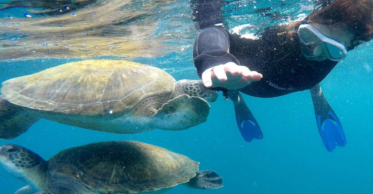 Tenerife: Snorkeling Trip in a Turtle Habitat - Ratings & Reviews