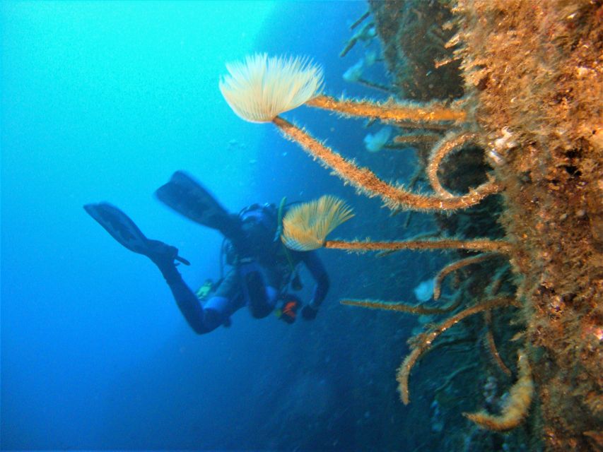 Terceira: Angra Do Heroísmo Scuba Diving Tour With 2 Dives - Full Program Description