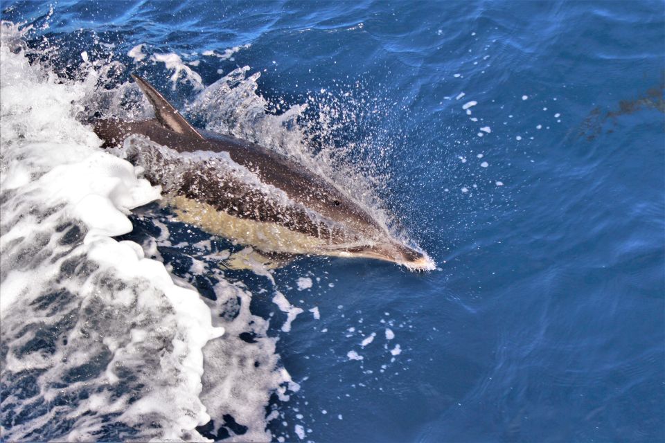 Terceira: Boat Tour and Swimming With Dolphins - Activity Inclusions