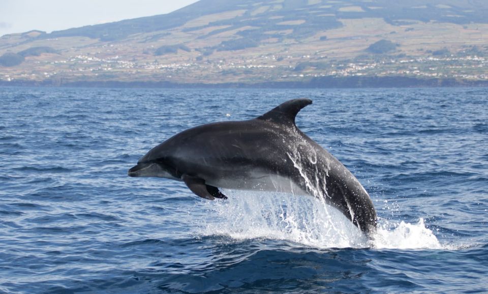 Terceira: Half-Day Dolphin and Whale Watching Tour - Rave Customer Reviews