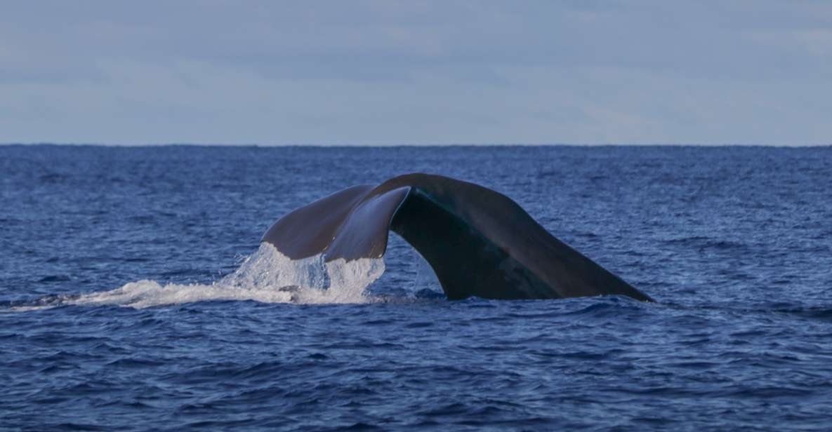 Terceira Island : Whale and Dolphin Watching Boat Excursion - Booking and Payment Details