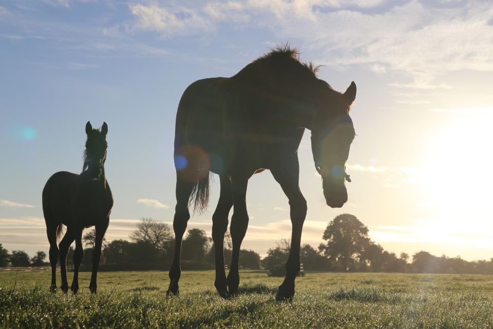 The BEST Irish National Stud & Gardens Entry Tickets - Free Cancellation Policy Details