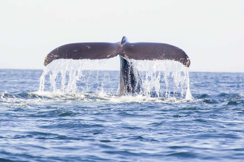 The BEST Oahu Tours - Waikiki Monk Seal Bay Dolphin Tour