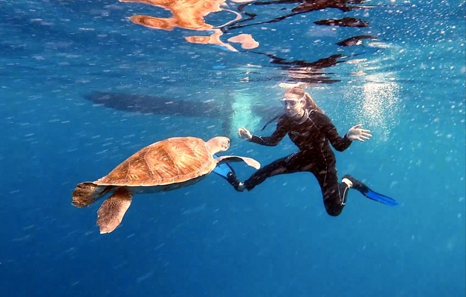 The Cookies: Tenerife Turtles and Rays Snorkeling Cruise - Duration and Availability