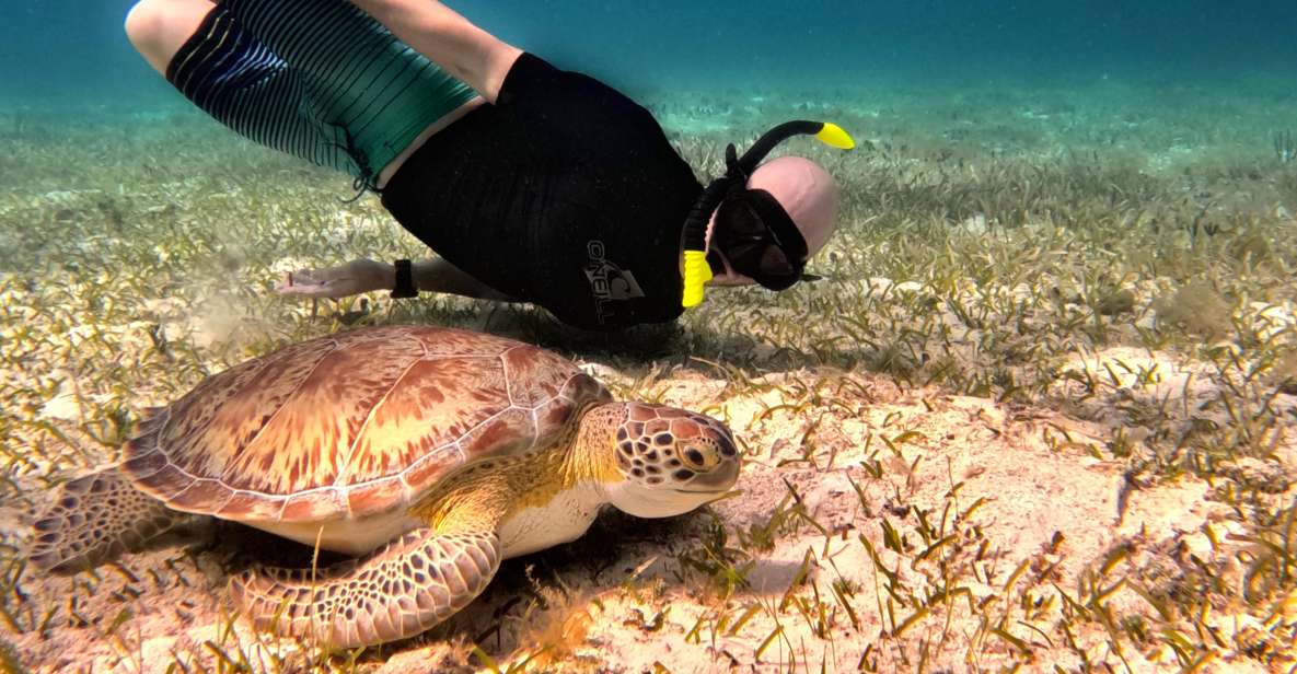 The Cozumel Turtle Sanctuary Snorkel Tour - Booking Details