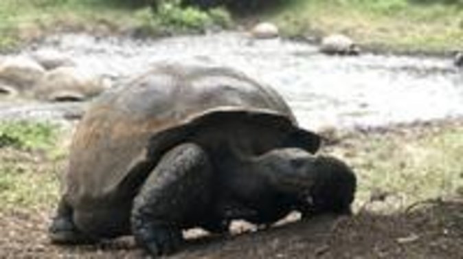 The Giant Tortoise Experience Lava Tubes Los Gemelos (Shared Tour) - Common questions