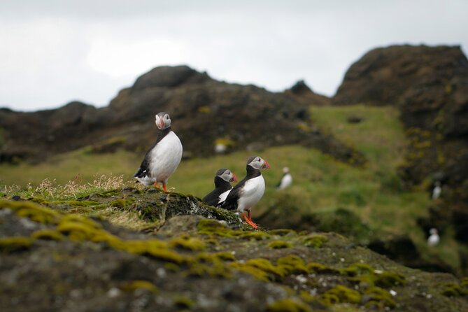 The Westman Islands Private Tour From Reykjavik - Experience Highlights