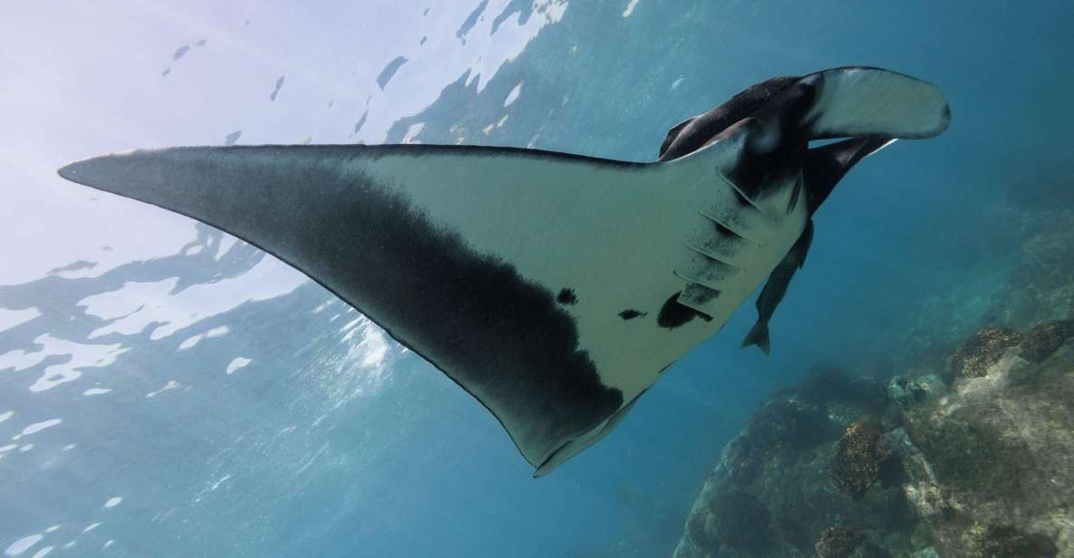 The Window: Manta Ray Dive at La Reina - Enjoy Scenic Boat Ride