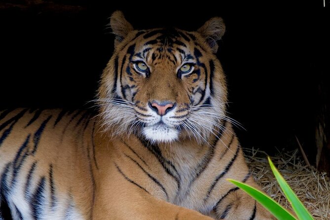 Tiger Experience at Melbourne Zoo - Excl. Entry - Accessibility Information