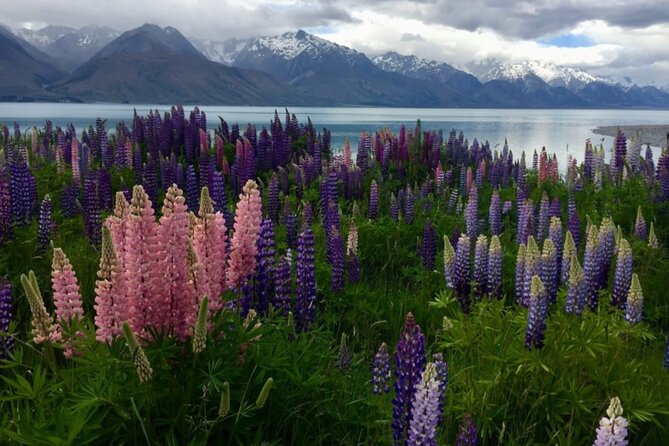 Timaru to Lake Tekapo Scenic Day Tour - Inclusions and Exclusions