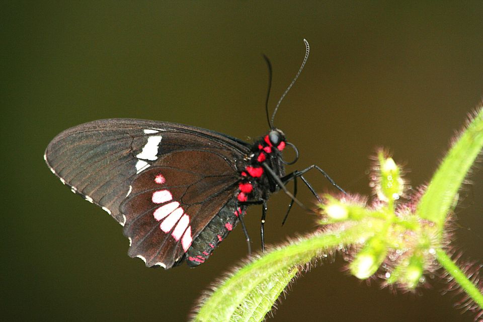 Tour to Mariposario Morpho & Afternoon From Playa Mismaloya - Location Information