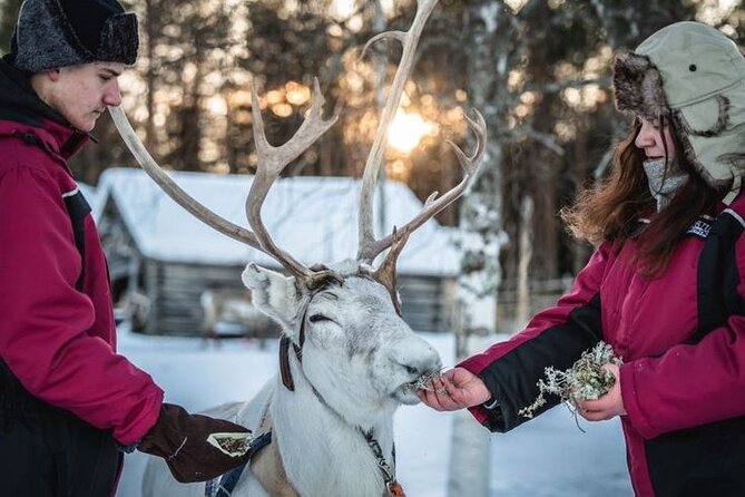 Traditional Reindeer Farm Visit With a Short Sleigh Ride - Contact and Assistance Details