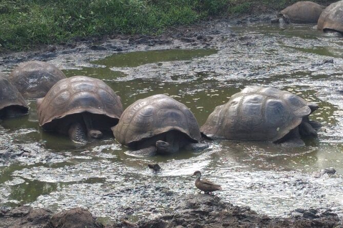 Transfer Airport-Hotel in Galapagos Santa Cruz With Visit to Giant Tortoises - Traveler Feedback