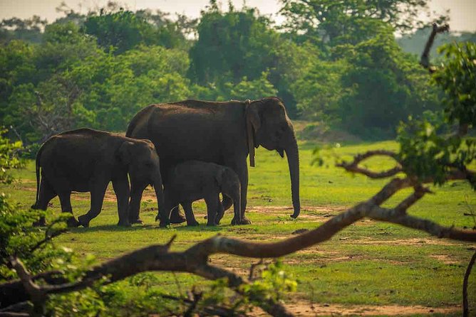 Travel to Ella From Galle With Udawalawe National Park Safari on the Way - Authentic Customer Reviews