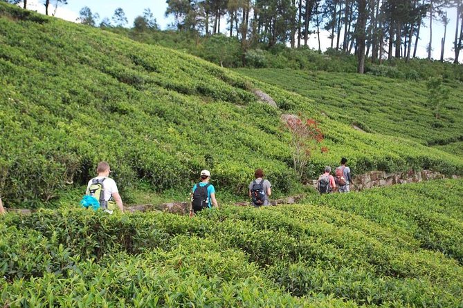 Trekking & Picnic in The Tea Plantation From Ella, Haputale & Bandarawela - Guided Trekking Experience in Nature