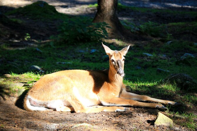 Trip to Ranua Wildlife Park - Weather Considerations for Your Visit