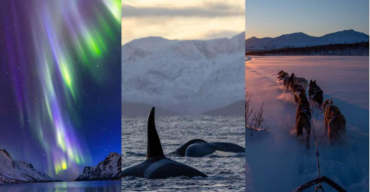 Tromsø 3-Days Whale Watching, Northern Lights & Dog Sledding - Location and Logistics