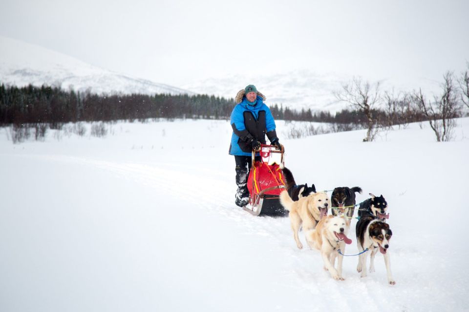 Tromso: 8-Day Dog Sledding Expedition With Alaskan Huskies - Experience Highlights