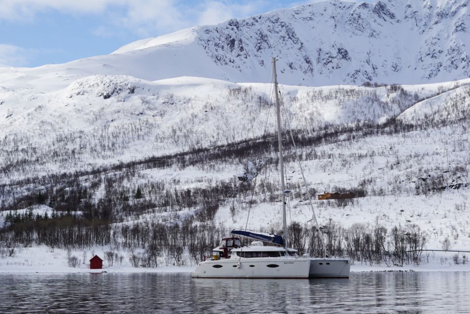 Tromsø: Arctic Fjord Sightseeing Cruise in Luxury Catamaran - Tour Details