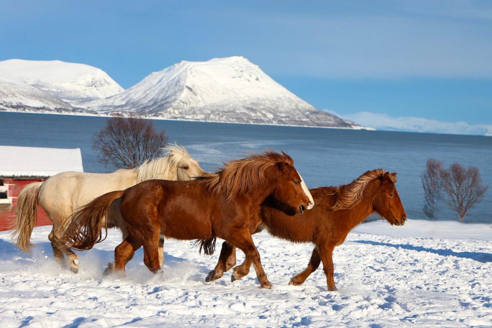 Tromsø: Lyngen Horse Stud Farm Visit - Inclusions and Exclusions