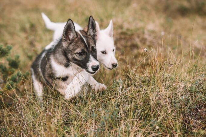 Tromsø: Puppy Training at the Husky Kennel With Lunch - Participant Information